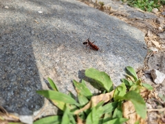 Rhynocoris iracundus