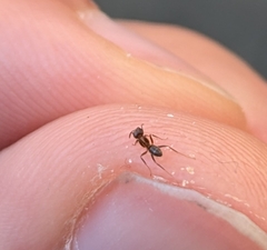 Linepithema humile
