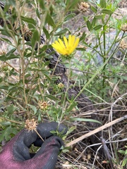 Grindelia pulchella