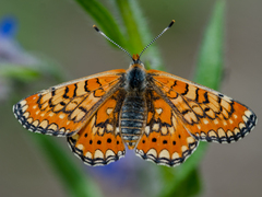 Euphydryas orientalis