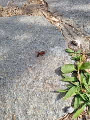 Rhynocoris iracundus