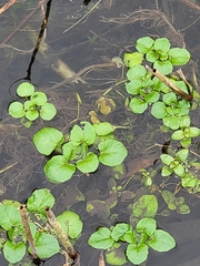 Nasturtium officinale
