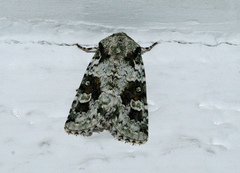 Lacinipolia laudabilis