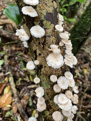 Marasmiellus alliiodorus