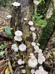 Marasmiellus alliiodorus