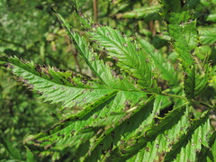 Phyllosticta datiscae