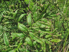 Phyllosticta datiscae