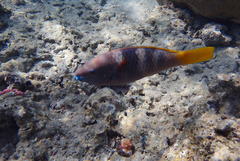 Scarus ferrugineus