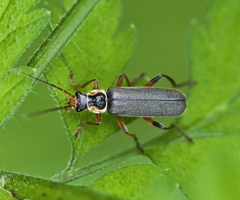 Cantharis nigricans
