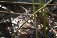 Pornothemis starrei