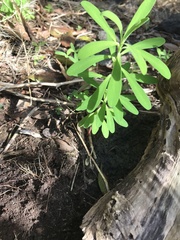 Euphorbia azorica