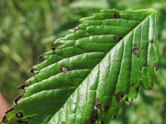 Phyllosticta datiscae