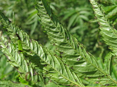 Phyllosticta datiscae