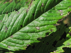 Phyllosticta datiscae