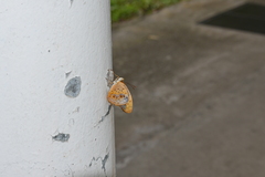 Phalanta phalantha