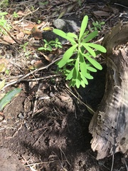 Euphorbia azorica