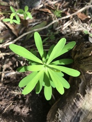 Euphorbia azorica