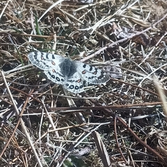 Parnassius hardwickii