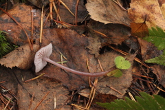Mycena rosella