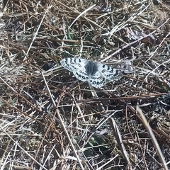 Parnassius hardwickii