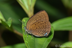 Arhopala major