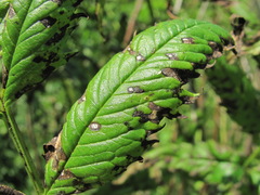 Phyllosticta datiscae