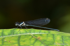 Onychargia atrocyana