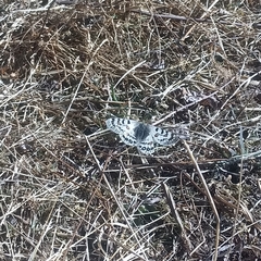 Parnassius hardwickii