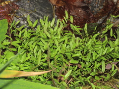 Lobelia chinensis