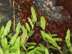 Lobelia chinensis