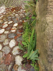 Lobelia chinensis