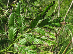 Phyllosticta datiscae