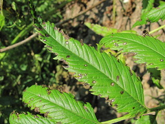 Phyllosticta datiscae