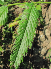 Phyllosticta datiscae