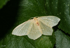 Geometridae
