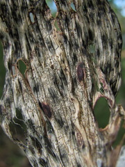 Cladosporium polygonati