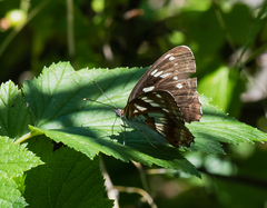 Limenitis helmanni