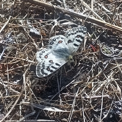 Parnassius hardwickii