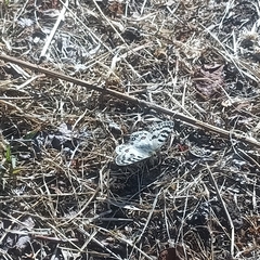 Parnassius hardwickii
