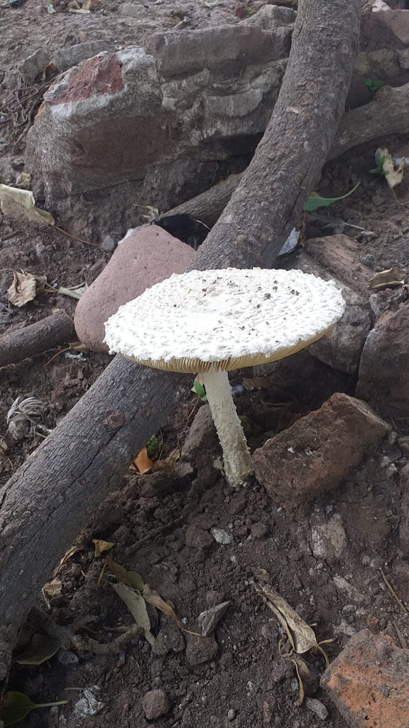 Amanita foetens · February 2023 · photo: © tutitah (iNaturalist, cc0)