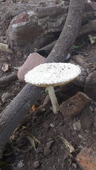 Amanita foetens