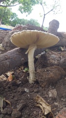 Amanita foetens