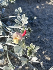 Lotus bryantii