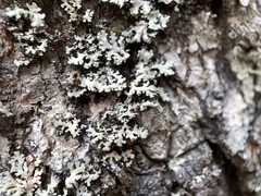 Heterodermia obscurata