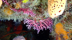 Stylaster roseus
