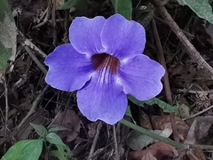 Thunbergia