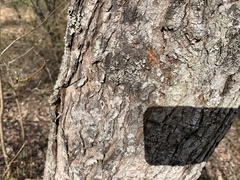 Heterodermia obscurata