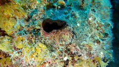 Oceanapia bartschi