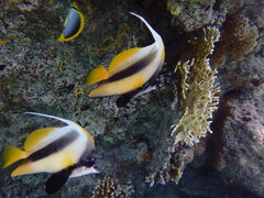 Heniochus intermedius