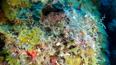 Oceanapia bartschi